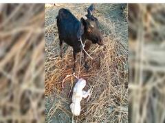 மனித உருவத்தில் ஆட்டுக்குட்டி: அசாமில் ஒரு அதிசயம்! விளக்கமளித்த மருத்துவர்..