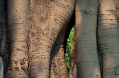 Banyan tree: রোগ প্রতিরোধ ক্ষমতা বাড়ায়, দূর করে নানা সমস্যা, চিকিৎসা ক্ষেত্রে বিশেষ গুরুত্ব বটগাছের