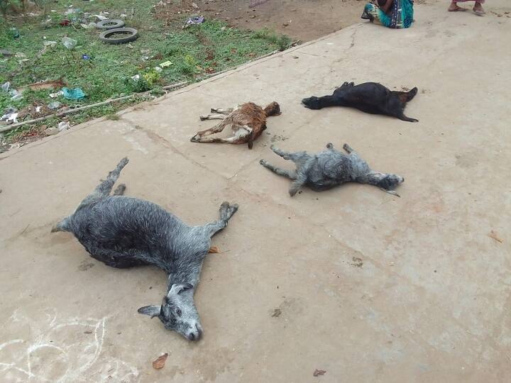 Thiruvarur: 10 goats and 2 cows mysteriously died while grazing in Valangaiman area வலங்கைமான் பகுதியில் மேய்ச்சலுக்கு சென்ற 10 ஆடுகள் 2 மாடுகள்  மர்மமான முறையில் உயிரிழப்பு