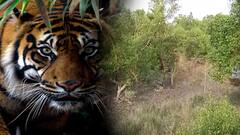 Tiger Rescued: কুলতলিতে উদ্ধার রয়্যাল বেঙ্গলকে ছাড়া হল জঙ্গলে| Bangla News