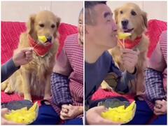 Watch: बुजुर्ग महिला के साथ प्रैंक करना शख्स को पड़ा भारी, डॉगी ने सिखाया सबक