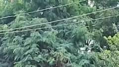 રાજ્યના કેટલા તાલુકામાં ખાબક્યો કમોસમી વરસાદ, ક્યાં ખાબક્યો સૌથી વધુ?