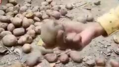 Maldah: 'অঙ্গনওয়াড়ি কেন্দ্রে দেওয়া হয়েছে পচা আলু', মালদায় বিক্ষোভ অভিভাবকদের| Bangla News