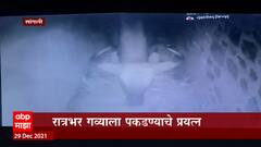 Sangli : मार्केट यार्ड बंद पाडणारा गवा अखेर जेरबंद ABP Majha