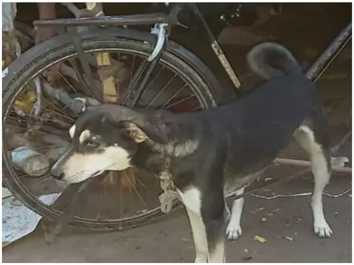 Chhatarpur News youth committed suicide with a dog in lap ANN Chhatarpur News: छतरपुर में आया बेहद दुखद मामला, मां ने कुत्ते को भगाने को कहा, बेटे ने लगा ली फांसी