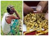 TN Gold Loan Waiver: யாருக்கெல்லாம் நகைக்கடன் தள்ளுபடி கிடையாது? பட்டியல் இதோ!