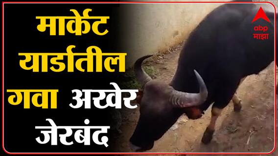 Sangli : मार्केट यार्डात घुसलेला गवा तब्बल 20 तासाच्या रेस्क्यू ऑपरेशननंतर जेरबंद  ABP Majha