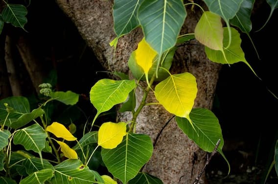 অশ্বত্থ পাতার একাধিক গুণ