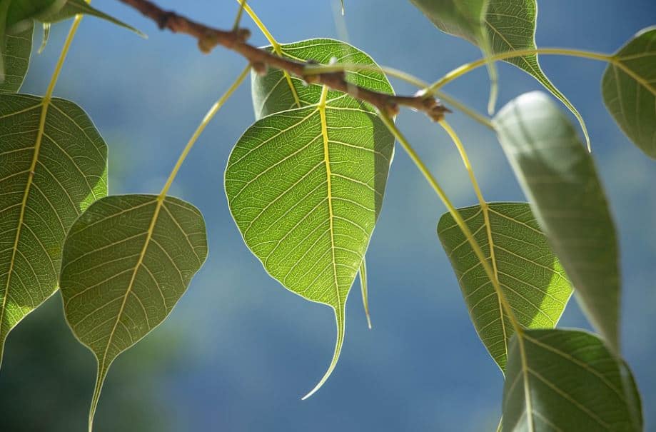 in pics powerful uses of peepal tree for health and beauty | Peepal ...