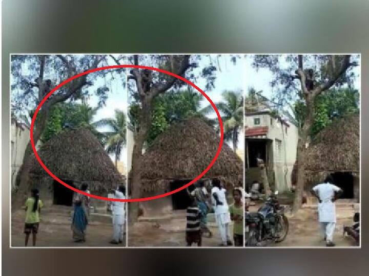 You can't get me', Puducherry man climbs tree to avoid COVID-19 vaccination Watch Video | தடுப்பூசியா? ஓடிப்போய் மரத்தில் ஏறிய நபர் - இன்னமும் விலகாத பயம் - வைரல் வீடியோ!!