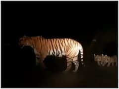 Bijapur News: दो शावकों के साथ बाघिन की तस्वीर कैमरे में हुई कैद, बीजापुर और भोपालपटनम में अलर्ट