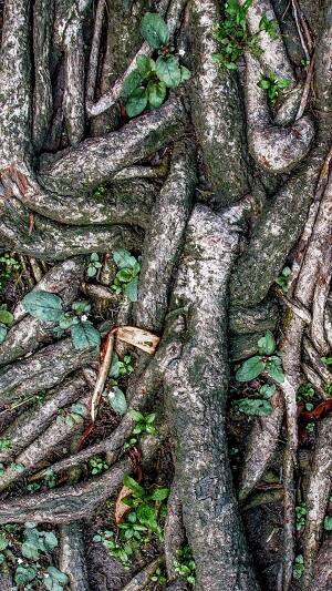 বটগাছ কেন এত গুরুত্বপূর্ণ জানেন?