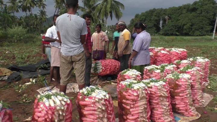 Dharmapuri: Radish prices fall sharply due to increased yields - traders buying at lower prices விளைச்சல் அதிகரிப்பால் முள்ளங்கி விலை கடும் வீழ்ச்சி - அடிமட்ட விலைக்கு கொள்முதல் செய்வதாக விவசாயிகள் வேதனை