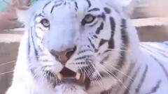 Rajasthan | Heaters installed at Nahargarh Biological Park to save animals from cold wave