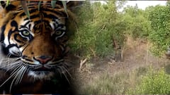 Kultali Tiger: অক্লান্ত পরিশ্রমে ধরা পড়ল বাঘ, বনকর্মীদের পুরস্কার ঘোষণা মুখ্যমন্ত্রীর | Bangla News