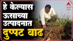 Nandurbar: शेतीचं योग्य नियोजन,शेतीचे उत्पन्न दुप्पट; तरुण शेतकऱ्याची यशस्वी कहाणी ABP Majha