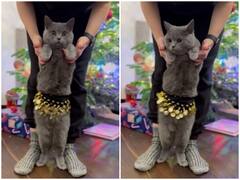 Watch: किसी स्टार से कम नहीं है यह बिल्ली, करती है सेलिब्रिटी जैसा बेली डांस, सोशल मीडिया पर है 1 लाख फॉलोअर्स