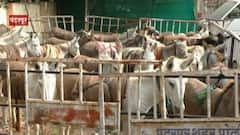 Pandharpur: पोलिसांवर गाढवं सांभाळण्याची वेळ ABP Majha