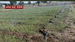 Hingoli: अनेक गावं झाली सुजलाम सुफलाम, पाणीपातळी वाढल्याने शेतील फायदा ABP Majha