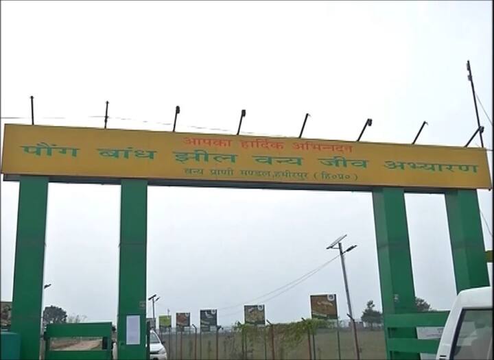 ਪੌਂਗ ਡੈਮ ਦੇ ਸਰੋਵਰ ਵਿੱਚ ਪਰਿੰਦਿਆਂ ਦੀ ਭੀੜ ਲੱਗੀ ਹੋਈ ਹੈ। ਹਾਲਾਂਕਿ WILD LIFE CENTURY ਨੂੰ ਇਸ ਸਾਲ ਵਿਦੇਸ਼ੀ ਪਰਿੰਦਿਆਂ ਦੀ ਆਮਦ ਵਿੱਚ ਕਮੀ ਦਾ ਖਦਸ਼ਾ ਸੀ ਪਰ ਵਿਦੇਸ਼ੀ ਪਰਿੰਦਿਆਂ ਦਾ ਆਉਣਾ ਪਿਛਲੇ ਸਾਲ ਦੀ ਤਰ੍ਹਾਂ ਇਸ ਵਾਰ ਵੀ ਜਾਰੀ ਹੈ। ਠੰਢੇ ਬਰਫੀਲੇ ਖੇਤਰਾਂ ਵੱਲੋਂ ਸਰਦੀਆਂ ਵਿੱਚ ਵਿਦੇਸ਼ੀ ਪਰਿੰਦੇ ਪੌਂਗ ਡੈਮ ਦਾ ਰੁਖ਼ ਕਰਦੇ ਹਨ। ਹਜ਼ਾਰਾਂ ਕਿਲੋਮੀਟਰ ਦਾ ਸਫਰ ਤੈਅ ਕਰ ਇਹ ਵਿਦੇਸ਼ੀ ਪਰਿੰਦੇ ਭੋਜਨ ਦੀ ਤਲਾਸ਼ ਵਿੱਚ ਪੌਂਗ ਡੈਮ ਦੇ ਇਲਾਕੇ ਵਿੱਚ ਆਉਂਦੇ ਹਨ।