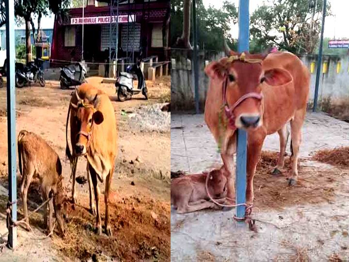 சாலையில் கன்றை ஈன்ற பசு - சொந்தம் கொண்டாடும் இருவாரால் திண்டாடும் காவல்துறை
