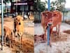 சாலையில் கன்றை ஈன்ற பசு - சொந்தம் கொண்டாடும் இருவரால் திண்டாடும் காவல்துறை