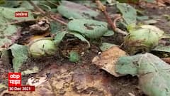 Rain Update :गारांसह अवकाळी पावसाने लावली हजेरी,रब्बी पिकांसह भाजीपाला पिकांना मोठ्या प्रमाणात फटका