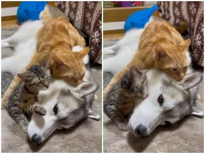 Great love between dog and cat shown on social media viral news Watch: कुत्ता कर रहा था दो बिल्लियों के साथ चिल, इनका बेइंतहा प्यार देख लोग हैरान