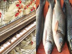 Bihar News: नए साल पर नॉनवेज खाने वालों को ढीली करनी पड़ेगी जेब, पटना में बढ़ने वाले हैं भाव, देख लें क्या होगी कीमत