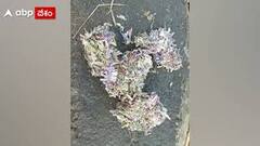 నిజామాబాద్ బుస్సాపూర్ జాతీయ రహదారిపై కాలిన నోట్ల కట్టలు