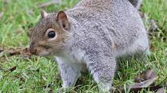 Trending News: ਖ਼ੂਨ ਦੀ ਪਿਆਸੀ ਕਾਟੋ, 48 ਘੰਟਿਆਂ 'ਚ ਫੱਟੜ ਕੀਤੇ 18 ਲੋਕ