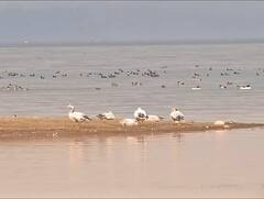 ਹਜ਼ਾਰਾਂ ਕਿੱਲੋਮੀਟਰ ਉਡਾਰੀ ਲਾ ਪੌਂਗ ਡੈਮ ਪਹੁੰਚੇ ਵਿਦੇਸ਼ੀ ਪਰਿੰਦੇ, 70 ਹਜ਼ਾਰ ਪੰਛੀਆਂ ਨੇ ਲਾਇਆ ਡੇਰਾ