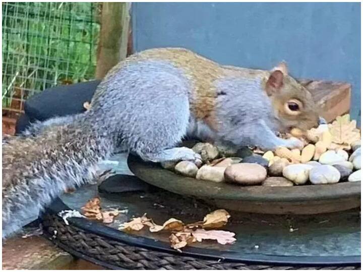Grey Squirrel terror in britain Flintshire This Squirrel injured 18 people in 48 hours Trending News: खून की प्यासी हुई गिलहरी! 48 घंटे में किया 18 लोगों को घायल