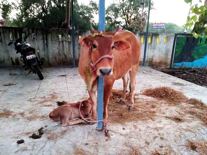 சாலையில் கன்றை ஈன்ற பசு - சொந்தம் கொண்டாடும் இருவரால் திண்டாடும் காவல்துறை