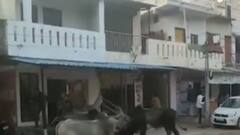 બનાસકાંઠાઃ રખડતા ઢોરનો આતંક યથાવત, વેપારીઓમાં ભયનો માહોલ; જુઓ ગુજરાતી ન્યૂઝ