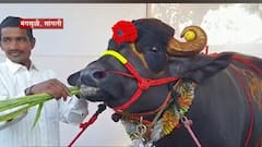 Sangali: सांगलीतील रेड्याची सर्वत्र चर्चा दीड टन वजनाच्या 'गजेंद्र'ची चर्चा ABP Majha