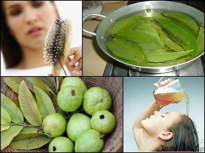 Guava Leaves Help For Hair Growth And Solve White Grey Hair Problems! | 30  வயசுக்கு முன்னாடியே டை அடிக்கிறீங்களா? கொய்யா இலை போதும்..கருகரு கூந்தலுக்கு