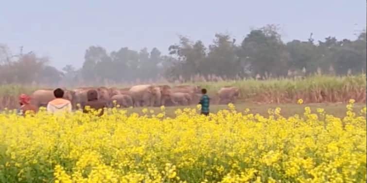 West Medinipur : almost 30 elephants entered at Narayangarh, local people driven them out Narayangarh : গভীর রাতে নারায়ণগড়ে ঢুকল ৩০টি হাতির পাল, মশাল জ্বেলে এলাকাছাড়া করল স্থানীয়রা