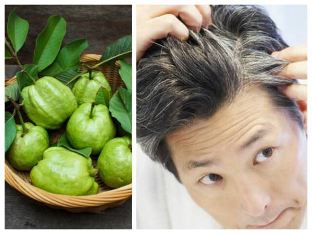 Guava Leaves Help For Hair Growth And Solve White Grey Hair Problems! | 30  வயசுக்கு முன்னாடியே டை அடிக்கிறீங்களா? கொய்யா இலை போதும்..கருகரு கூந்தலுக்கு