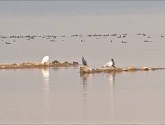 ਹਜ਼ਾਰਾਂ ਕਿੱਲੋਮੀਟਰ ਉਡਾਰੀ ਲਾ ਪੌਂਗ ਡੈਮ ਪਹੁੰਚੇ ਵਿਦੇਸ਼ੀ ਪਰਿੰਦੇ, 70 ਹਜ਼ਾਰ ਪੰਛੀਆਂ ਨੇ ਲਾਇਆ ਡੇਰਾ