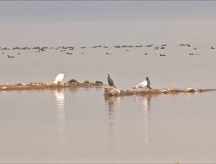 ਅਸ਼ਰਫ ਢੁੱਡੀ ਦੀ ਰਿਪੋਰਟ, ਚੰਡੀਗੜ੍ਹ: ਸਰਦੀਆਂ ਦੀ ਸ਼ੁਰੂਆਤ ਦੇ ਨਾਲ ਹੀ ਪੌਂਗ ਡੈਮ ਵਿੱਚ 70 ਹਜ਼ਾਰ ਪੰਛੀਆਂ ਨੇ ਡੇਰਾ ਜਮਾਂ ਲਿਆ ਹੈ। ਪੌਂਗ ਡੈਮ ਵਿੱਚ ਵੱਖ-ਵੱਖ ਦੇਸ਼ਾਂ ਦੇ 62 ਹਜ਼ਾਰ ਵਿਦੇਸ਼ੀ ਪਰਿੰਦੇ ਪੁੱਜੇ ਹਨ। ਇਨ੍ਹਾਂ ਵਿੱਚ ਸਭ ਤੋਂ ਜਿਆਦਾ ਗਿਣਤੀ 28 ਹਜਾਰ ਦੇ ਲਗਪਗ ਵਾਰ ਹੈਡਿਡ ਗੂਜ ਦੀ ਹੈ। ਉੱਥੇ ਹੀ ਕਾਮਨ ਕੂਟ ਦੀ ਗਿਣਤੀ 13 ਹਜਾਰ ਦੇ ਲਗਪਗ ਹੈ। ਇਸ ਤੋਂ ਇਲਾਵਾ 7 ਤੋਂ 8 ਹਜ਼ਾਰ ਪੰਛੀ ਸਥਾਨਕ ਹਨ।