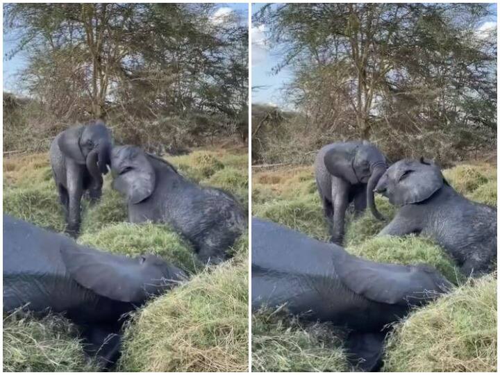 Elephant baby maktaw and kiombo are being raised under care of Sheldrick Wildlife Trust in Kenya Watch: हाथी के क्यूट जंबो बेबी की फाइट देख पिघला यूजर्स का दिल, वाइल्ड लाइफ ट्रस्ट की देख रेख में हो रही परवरिश