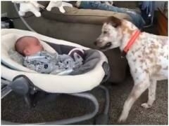 Watch: कुत्ते ने की छोटे बच्चे के साथ खेलने की जिद्द, मासूमियत पर पिघला लाखों का दिल