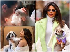 Bollywood Celebrities Pets Instagram: प्रियंका चोपड़ा से लेकर जान्हवी कपूर तक ने बनाया पेट्स अकाउंट, फॉलोवर्स किसी स्टार से कम नहीं !