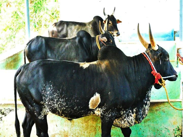 Jallikattu Pulikkulam cow, a special country of southern Tamil Nadu Pongal 2022 | புலிபோல பாயும் புலிக்குளம் காளை ; நாட்டின ஜல்லிக்கட்டு காளை சிறப்பு தெரியுமா !