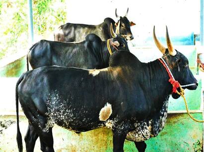 Jallikattu Pulikkulam cow, a special country of southern Tamil Nadu Pongal 2022 | புலிபோல பாயும் புலிக்குளம் காளை  நாட்டின ஜல்லிக்கட்டு காளை சிறப்பு தெரியுமா !