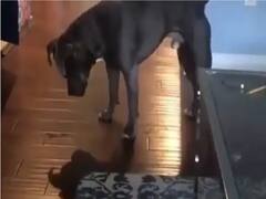 Watch: अपनी परछाई से खेल रहे कुत्ते के वीडियो के दीवाने हुए लोग, आपने देखा क्या