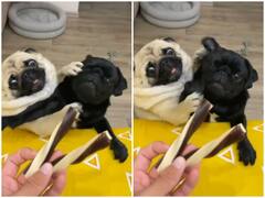 Watch: कैंडी को देख लपलपाई दो डॉगी की जीभ, यूजर्स बोले- लालच बूरी बला