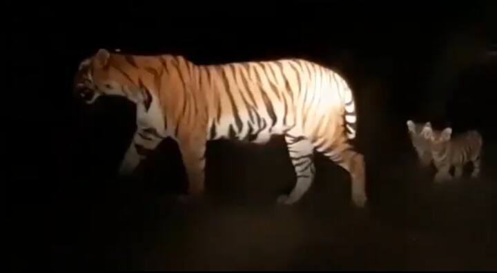 छत्तीसगढ़ के भोपालपट्टनम में भी अपने दो बच्चो के साथ एक शेरनी को भी देखा गया था. बाघिन ने अपने दो बच्चों के साथ सड़क के किनारे खड़ी थी. जैसे ही लोगों ने ये नजारा देखा उन्होंने इस अद्भुत तस्वीर को अपने मोबाइल के कैमरे में कैद कर लिया. इसके बाद जब शेरनी अपने बच्चों के साथ जंगल की ओर गई. तब लोगों ने वहां से निकलना मुनासिब समझा.