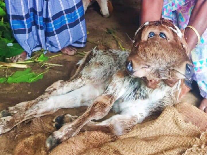 Tamil news | Amazing calf born with a double head  Fishermen withdraw their protest  Kisan Train to Madurai - Major Events in the Southern District Tamil news |  இரட்டை தலையுடன் பிறந்த அதிசய கன்று...! போராட்டத்தை வாபஸ் பெற்ற மீனவர்கள்...! மதுரைக்கு வரும் கிசான் ரயில் - தென்மாவட்டத்தில் நடந்த முக்கிய நிகழ்வுகள்